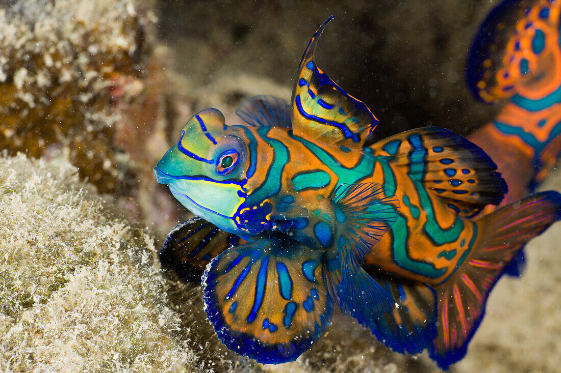 Mandarinfisch, Syhchiropus splendidus, Mikronesien, Palau