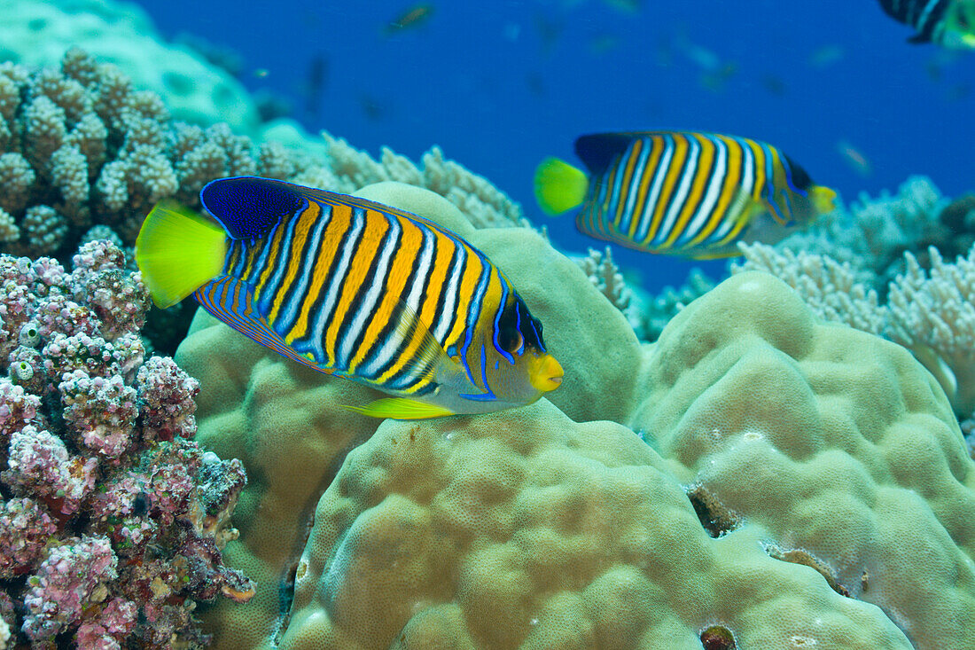 Pfauenaugen-Kaiserfisch, Pygoplites diacanthus, Turtle Cove Mikronesien, Palau