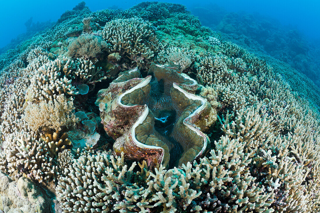 Grosse Moerdermuschel zwischen Geweihkorallen, Tridacna Squamosa, Mikronesien, Palau