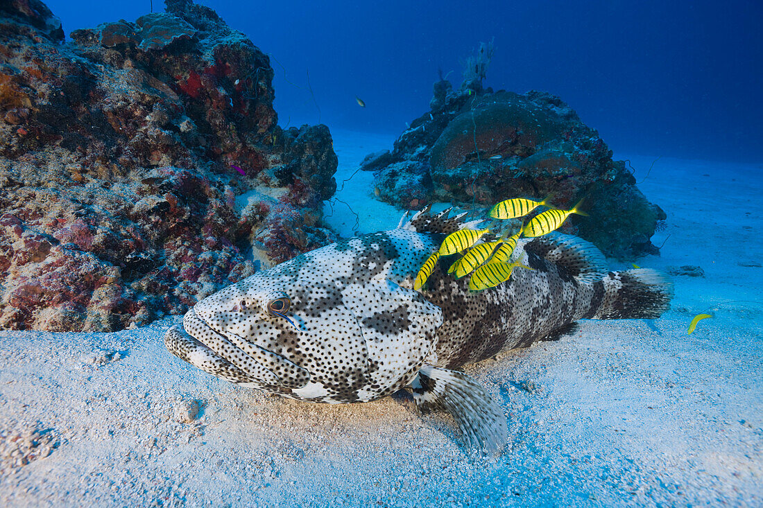 Malabar-Zackenbarsch mit Pilotfischen, Epinephelus malabaricus Gnathanodon speciosus, Ulong Channel Mikronesien, Palau