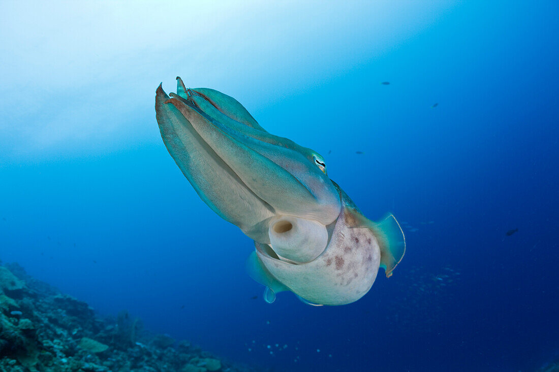 Breitkeulen-Sepie, Sepia latimanus, Mikronesien, Palau