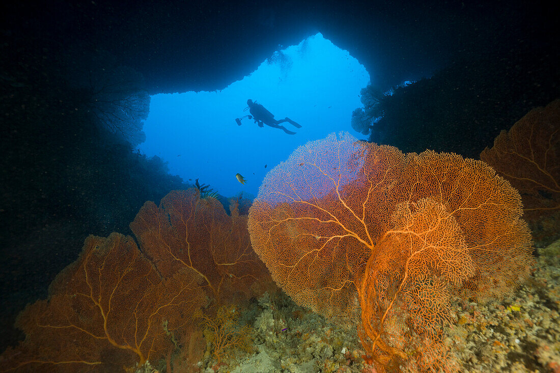 Diver in Siaes Tunnel Cave, Siaes Tunnel, Micronesia, Palau