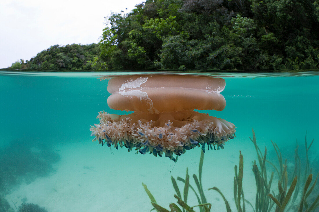 Wurzelmundqualle an Wasseroberflaeche, Cassiopea andromeda, Risong Bay Mikronesien, Palau