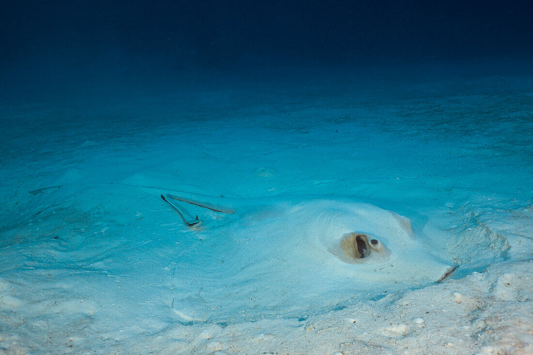 Feathertail Sting Ray, Pastinachus sephen, German Channel, Micronesia, Palau