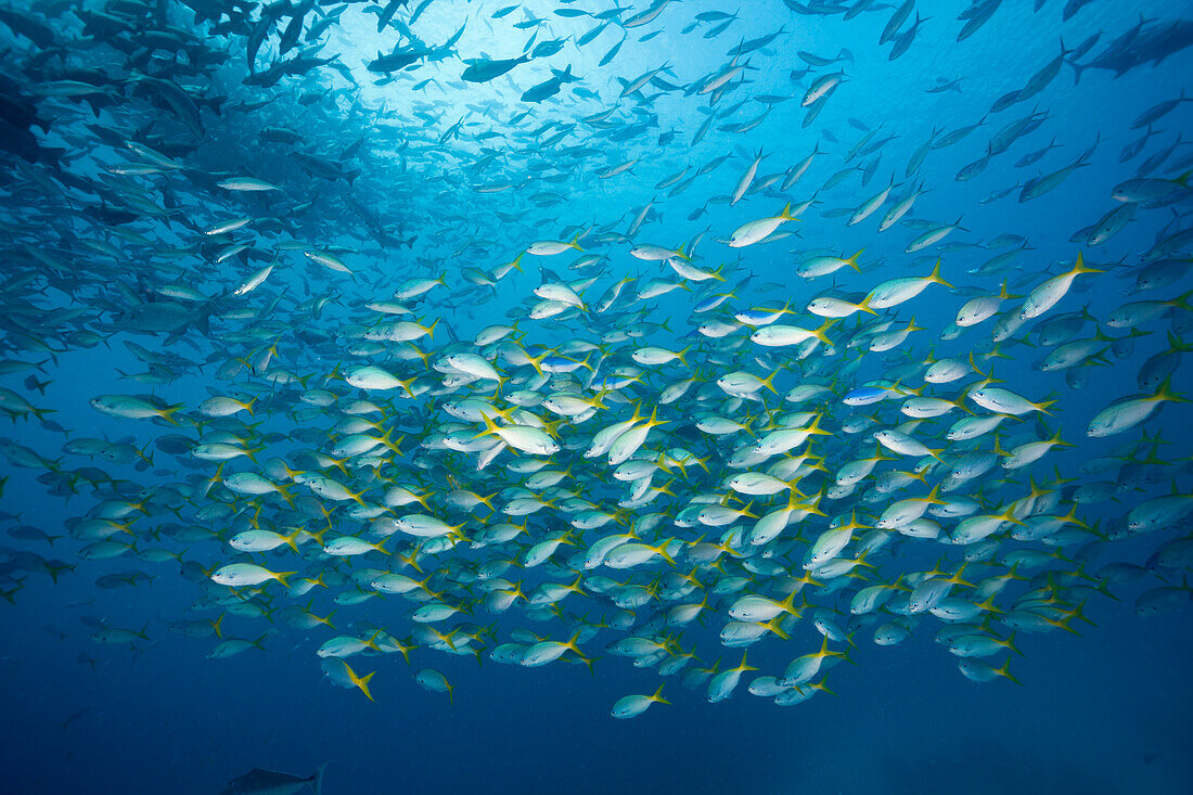 Shoal of Robust Fusilier, Caesio cuning, German Channel, Micronesia, Palau