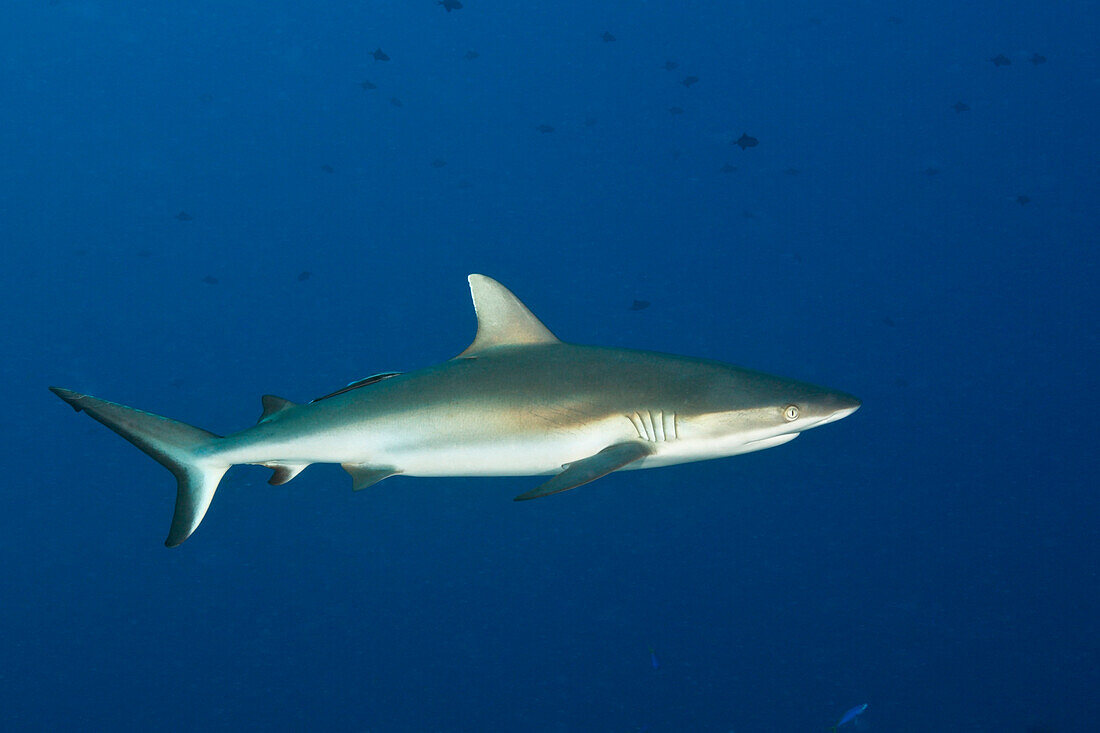 Grey Reef Shark, Carcharhinus amblyrhynchos, Blue Corner, Micronesia, Palau