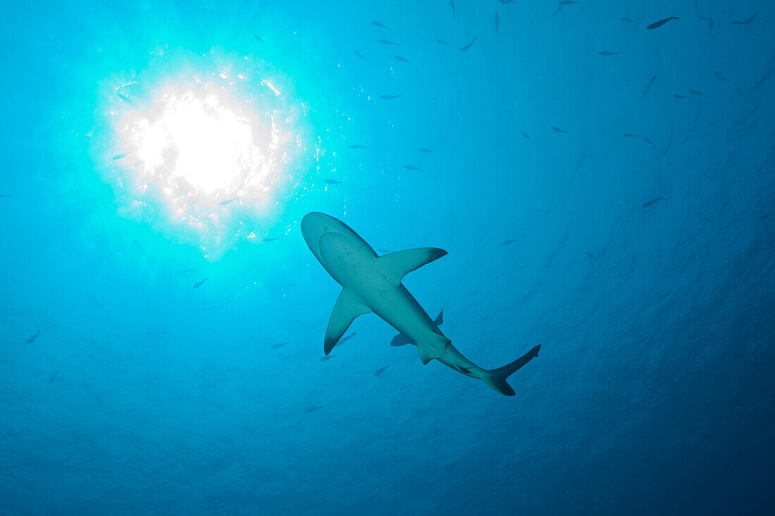 Grauer Riffhai im Gegenlicht, Carcharhinus amblyrhynchos, Blue Corner Mikronesien, Palau