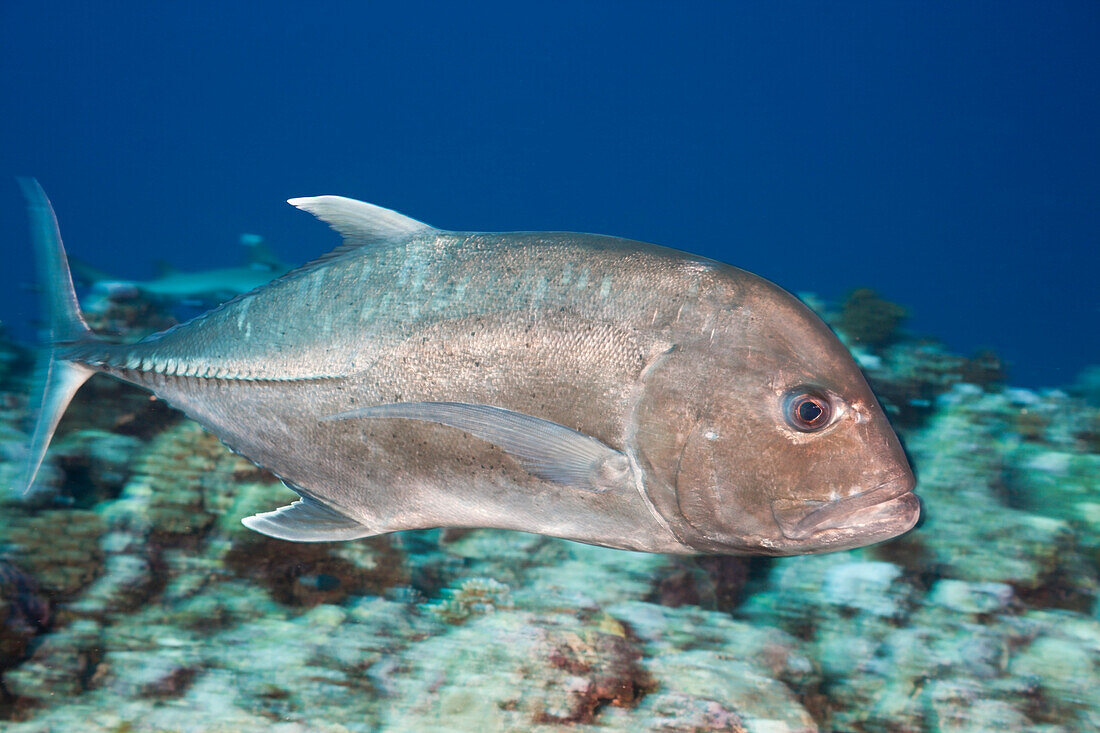 Dickkopf-Stachelmakrele, Caranx ignobilis, Blue Corner Mikronesien, Palau