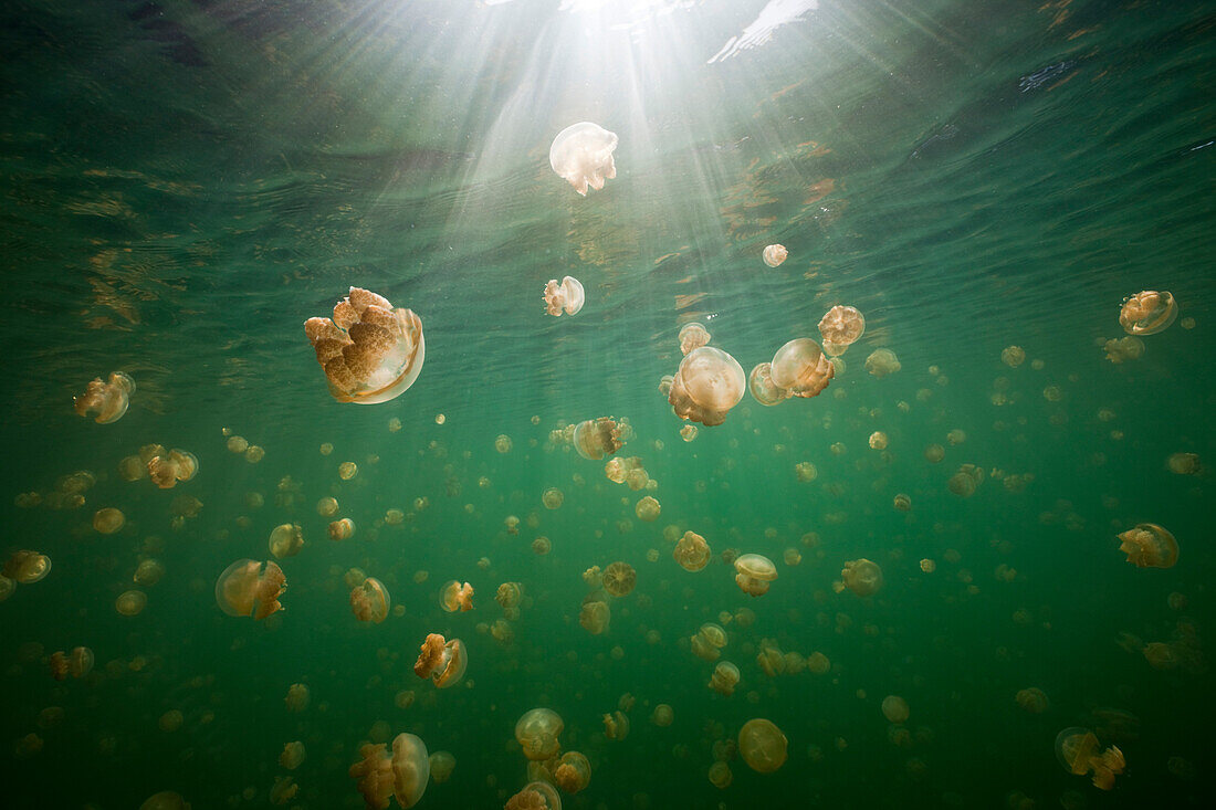 Endemic Mastigias Jellyfish, Mastigias papua etpisonii, Jellyfish Lake, Micronesia, Palau