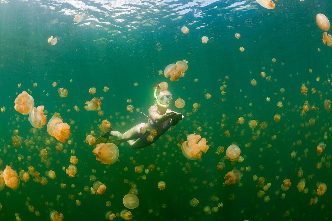 Swimming with harmless Jellyfishes, Mastigias papua etpisonii, Jellyfish Lake, Micronesia, Palau