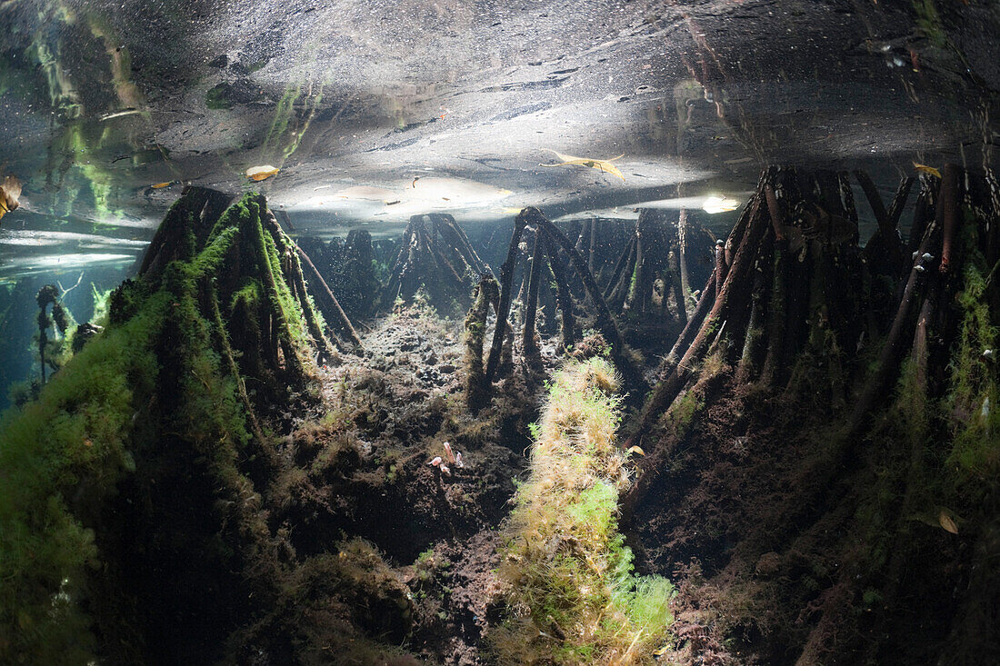 Mangroves Area in Jellyfish Lake, Jellyfish Lake, Micronesia, Palau