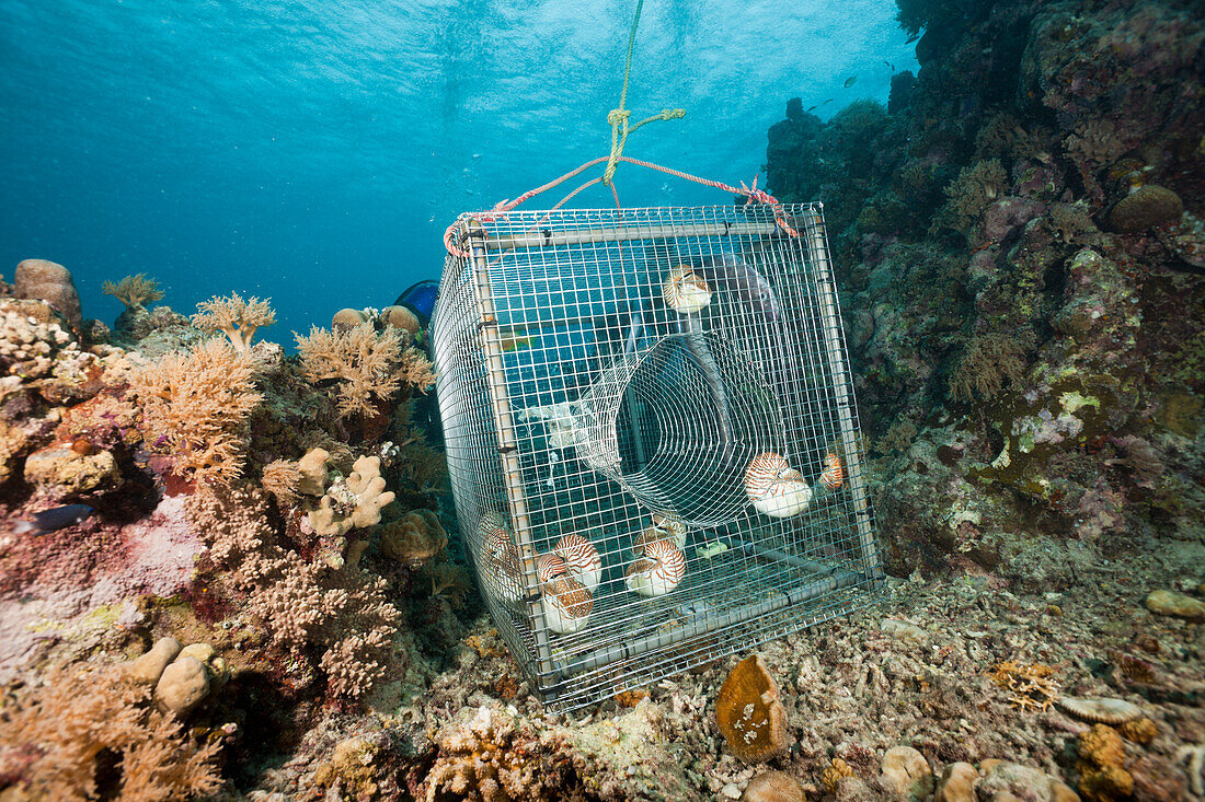 Nautilus where trapped from 300 meters in the Night, Nautilus belauensis, Micronesia, Palau