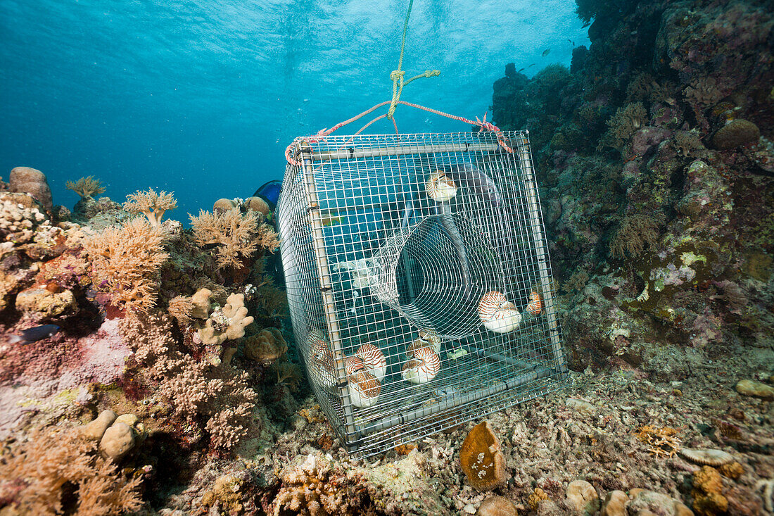 Nautilus wurden nachts mit Kaefig aus 300 Metern Tiefe gefangen, Nautilus belauensis, Mikronesien, Palau