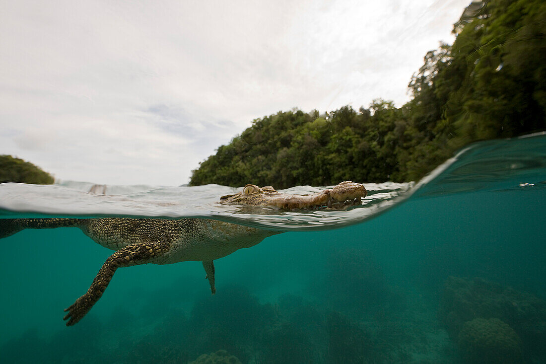 Saltwater Crocodile, Crocodylus porosus, Micronesia, Palau