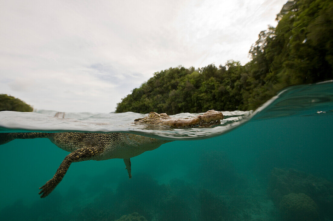 Salzwasser-Krokodil, Crocodylus porosus, Mikronesien, Palau