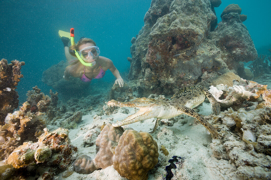 Schnorchlerin begegnet Salzwasserkrokodil, Crocodylus porosus, Mikronesien, Palau