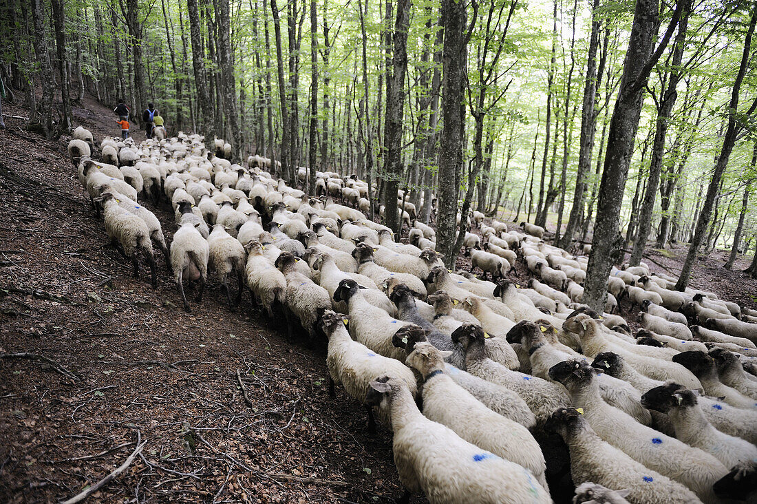 Transhumance to higher pastures in Urbia from caserío (typical farm) in the lowland, Basque Country, Spain