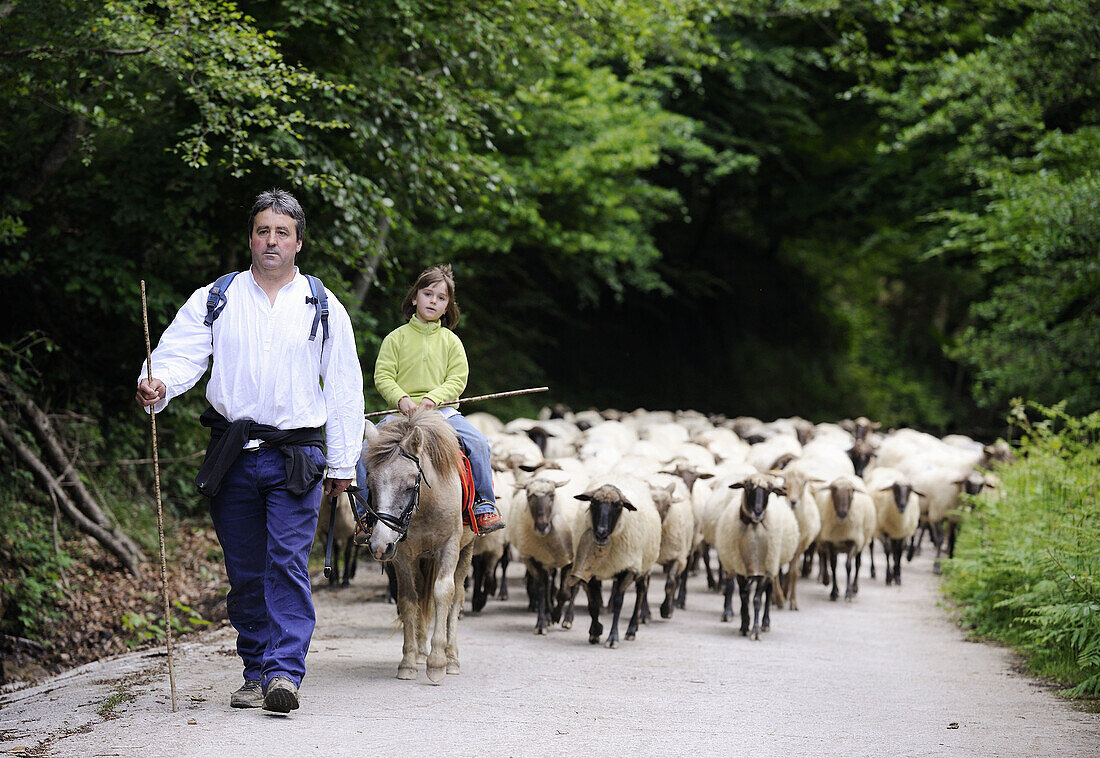 Transhumance to higher pastures in Urbia from caserío (typical farm) in the lowland, Basque Country, Spain