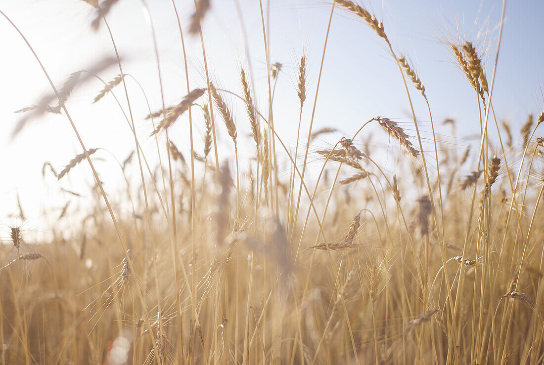 Aragon, Campo, Cereal, Color, Colour, Conceptual, Europe, Farming, Food, Gúdar-Javalambre, Landscape, Nature, Outdoor, Outdoors, Puertomingalvo, Sierra, Spain, Summer, Teruel, Verano, L51-762904, agefotostock