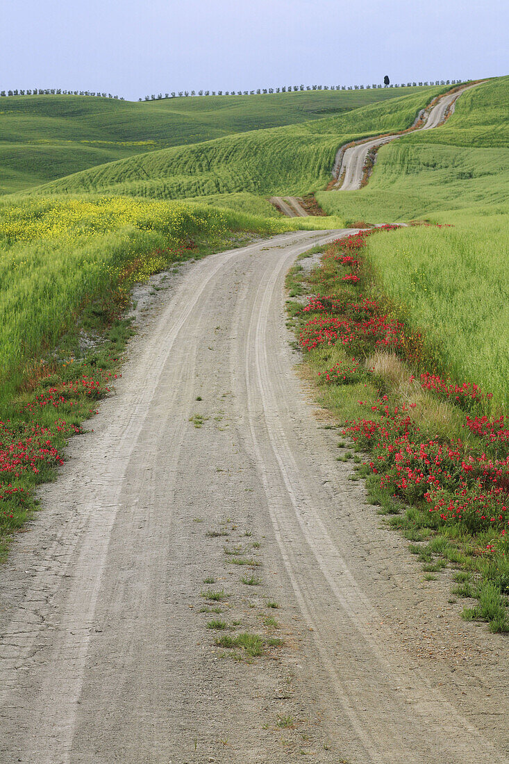 Unpaved road leading through hill countryside, wheat field, crop, Rape, agricultural landscape, Tuscany, Italy