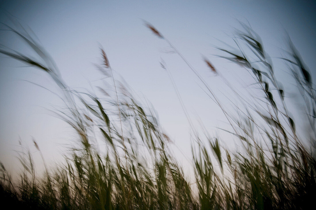 Field, Ebro delta. Tarragona province, Catalonia, Spain