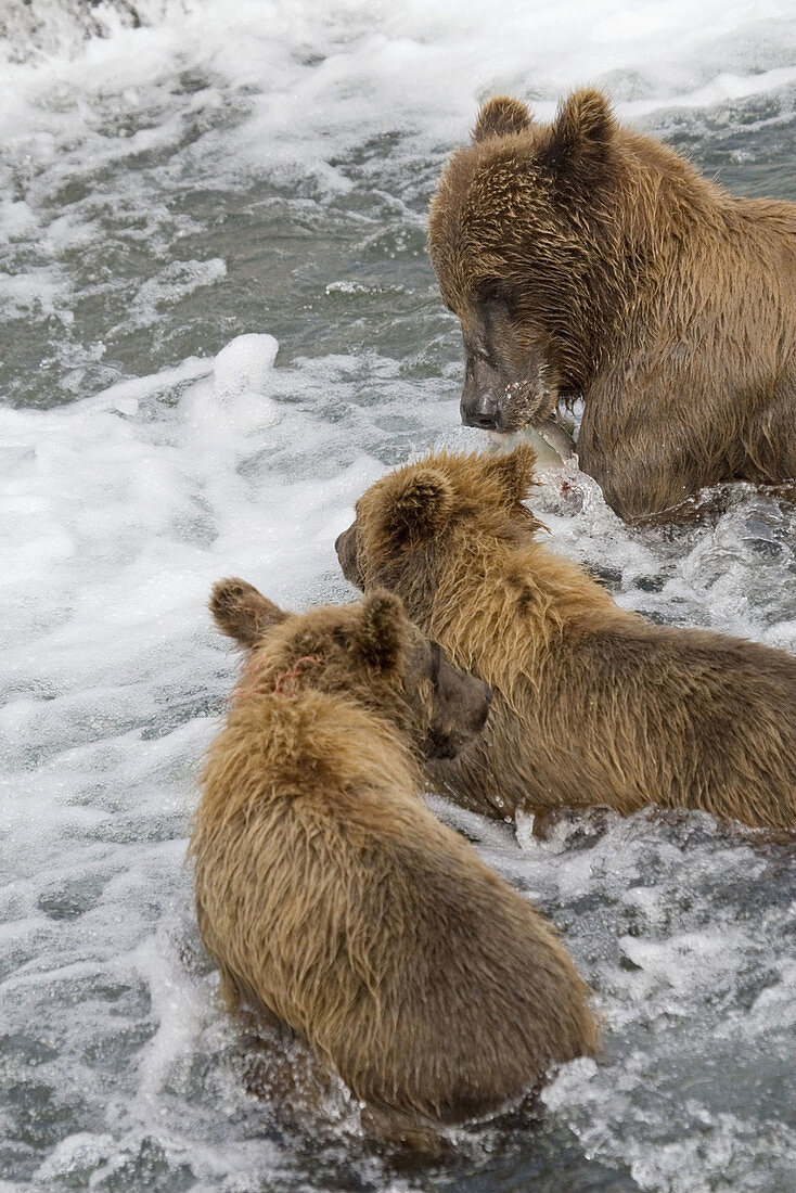 Grizzly Bear mom and her cubs with a fresh catch of salmon in Katmai National Park, Alaska, USA