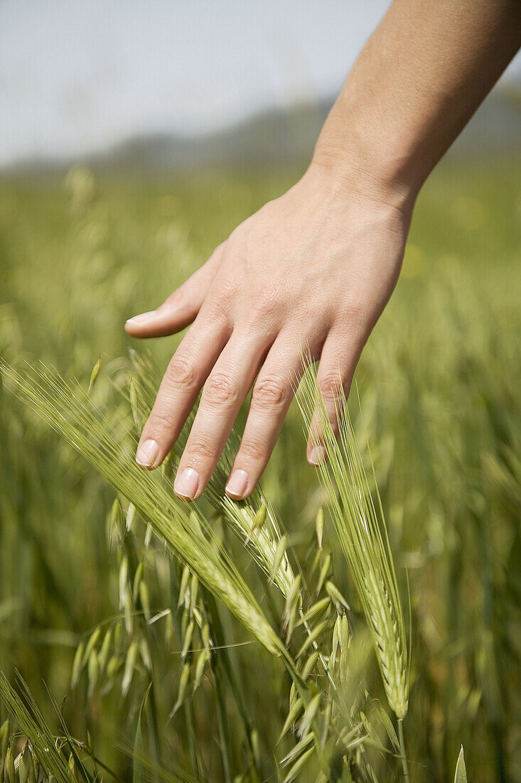 Hand of woman in wheat field.