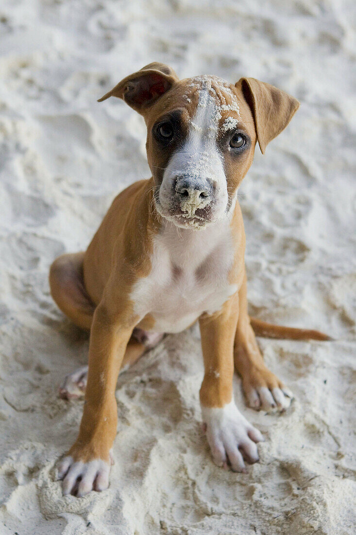 Dog on the beach, Ko Lipe, Ko Tarutato National Marine Park, Satun province, Thailand