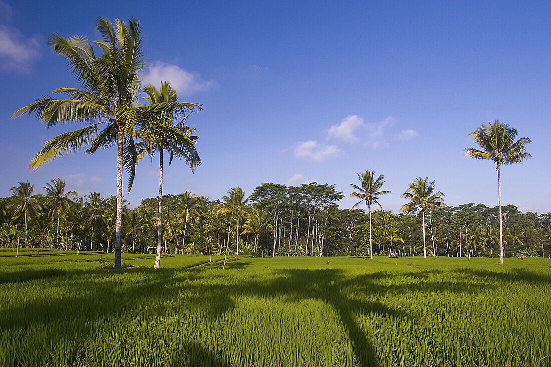 Rice fields near Ubud shining at sunset, Bali, Indonesia.
