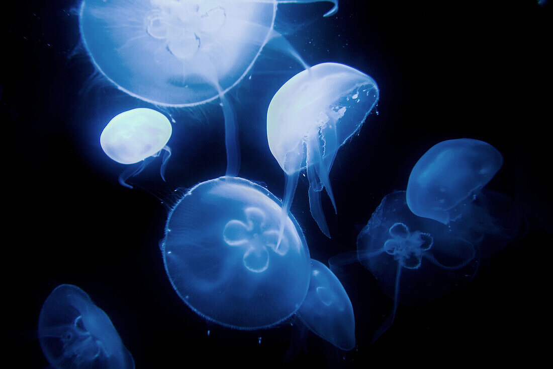 Jellyfish display, Scientific Center, Kuwait City, Kuwait