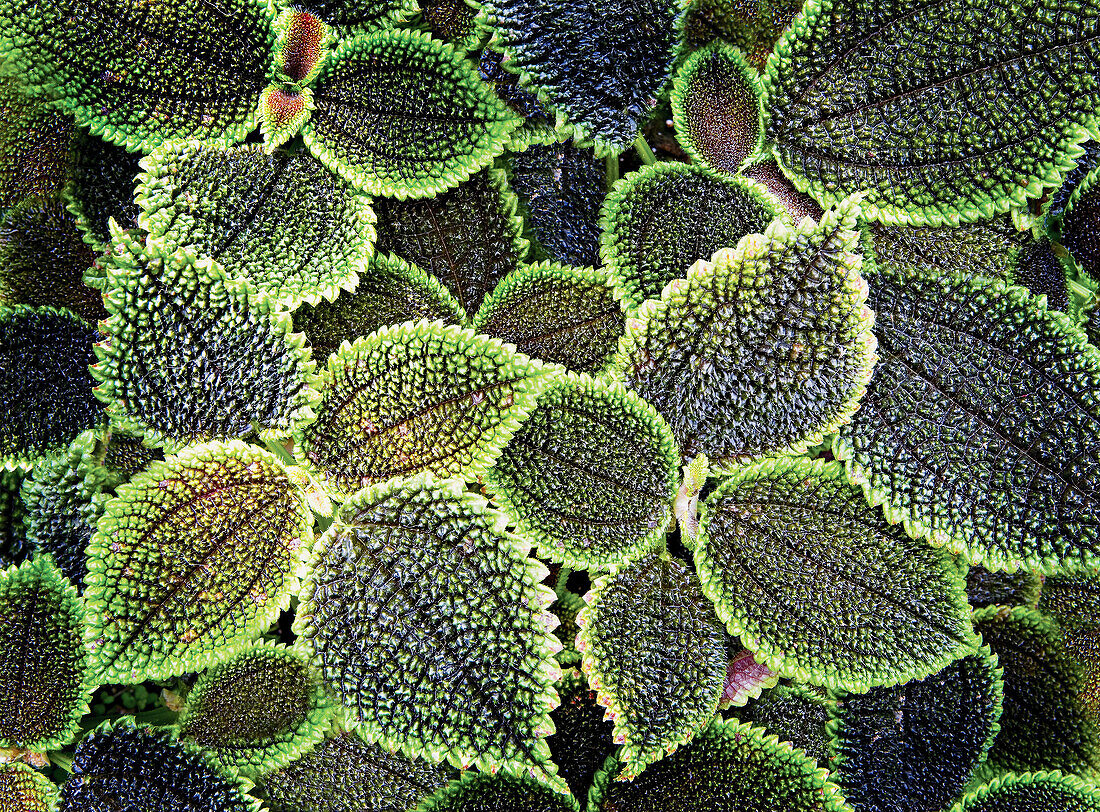 Close up of Friendship Plant