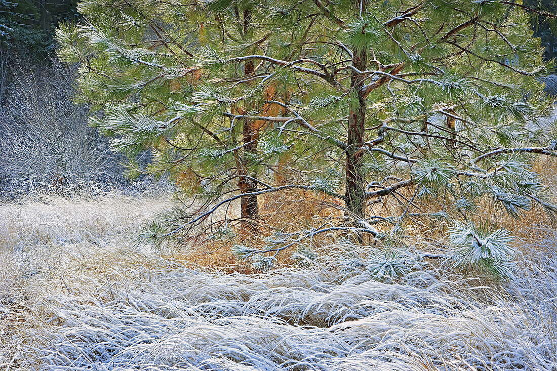 Frosted grasses and small pine tree in sunshine
