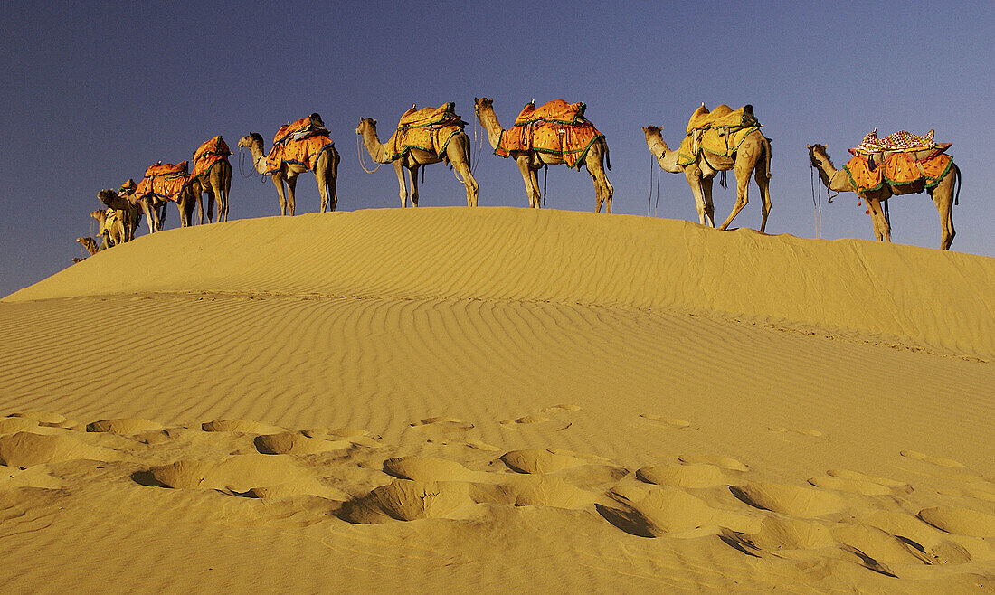 Ceremonial camels on the ridge of the sand dunes in the desert of Jaisalmer, India