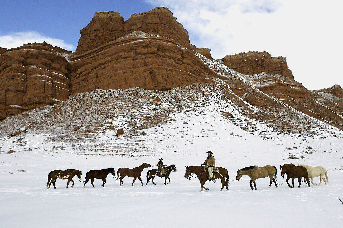 Horses galloping through the snow in Shell, Wyoming, Usa