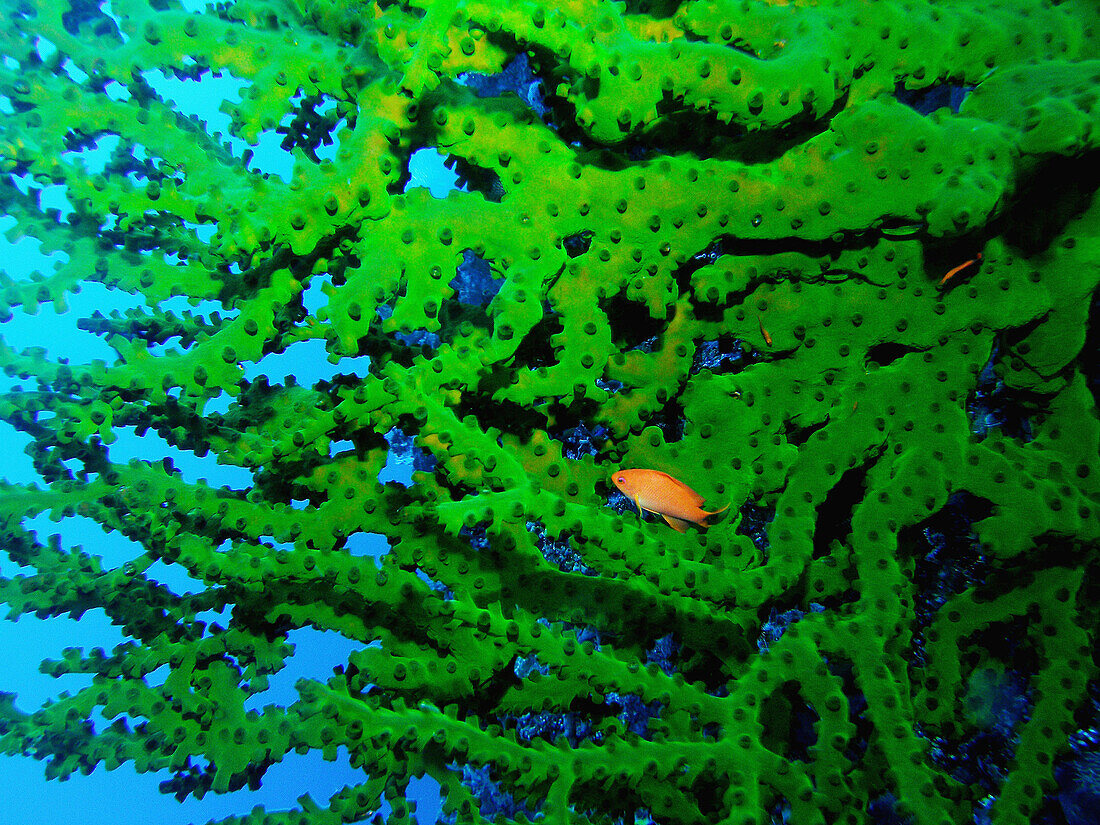 Fish (Anthias sp.). Bunaken National Marine Park, Sulawesi, Indonesia