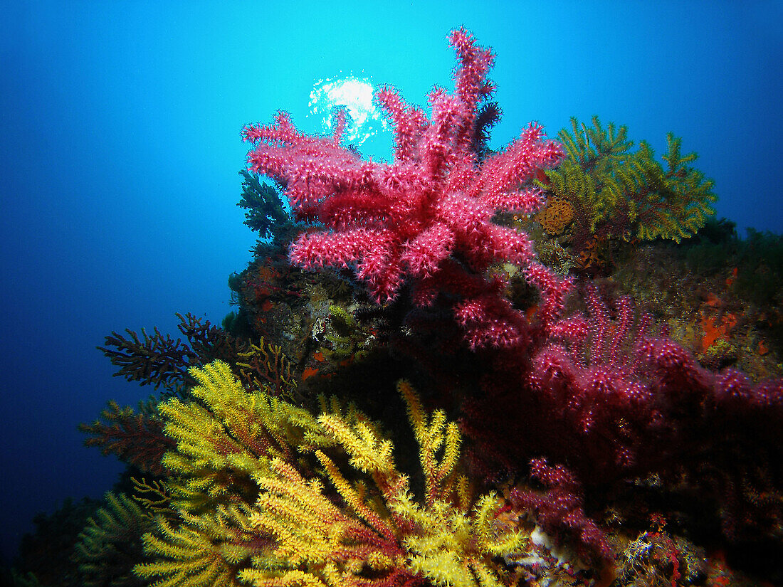 Sea Fan (Paramuricea clavata). Costa Brava, Spain, Mediterranea Sea