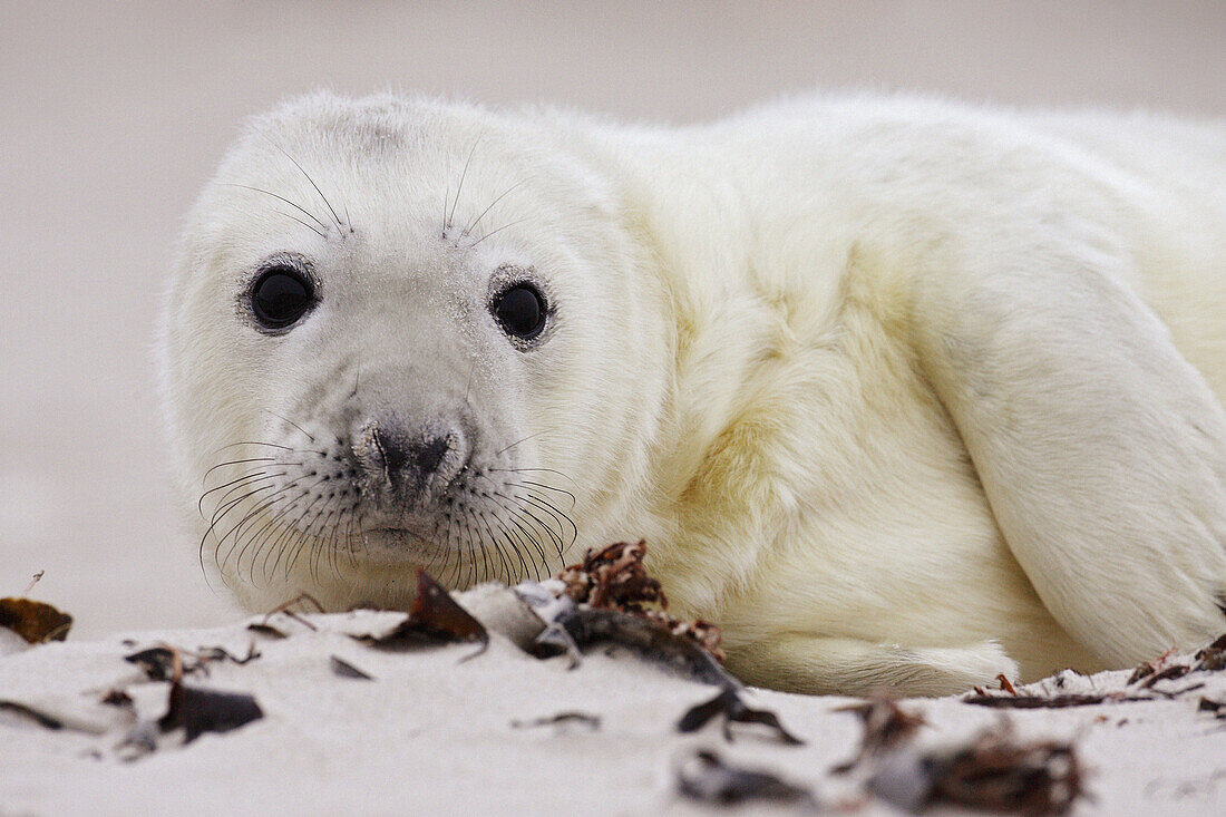Grey Seal Pup, Halichoerus grypus /