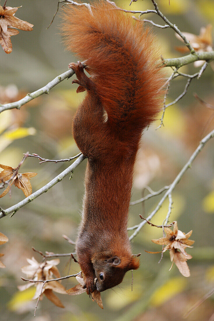 Red squirrel, Sciurus vulgaris