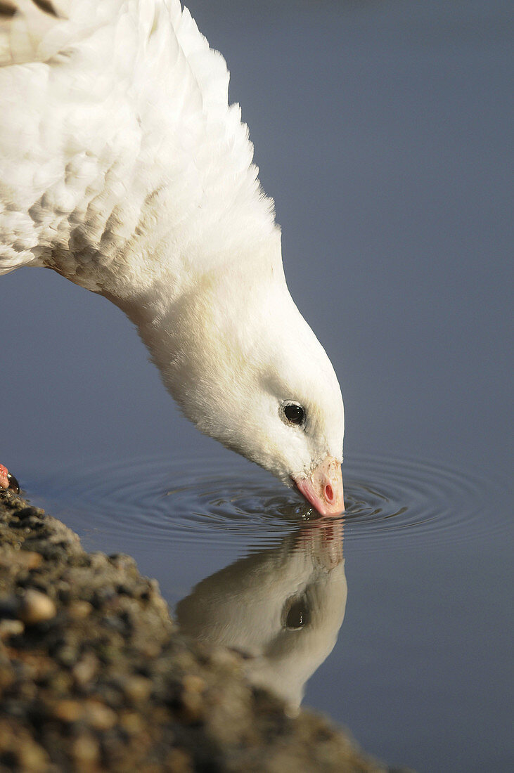 Andean Goose (Chloephaga melanoptera) drinking, Washington Wildfowl and Wetlands Trust, Tyne and Wear, England.