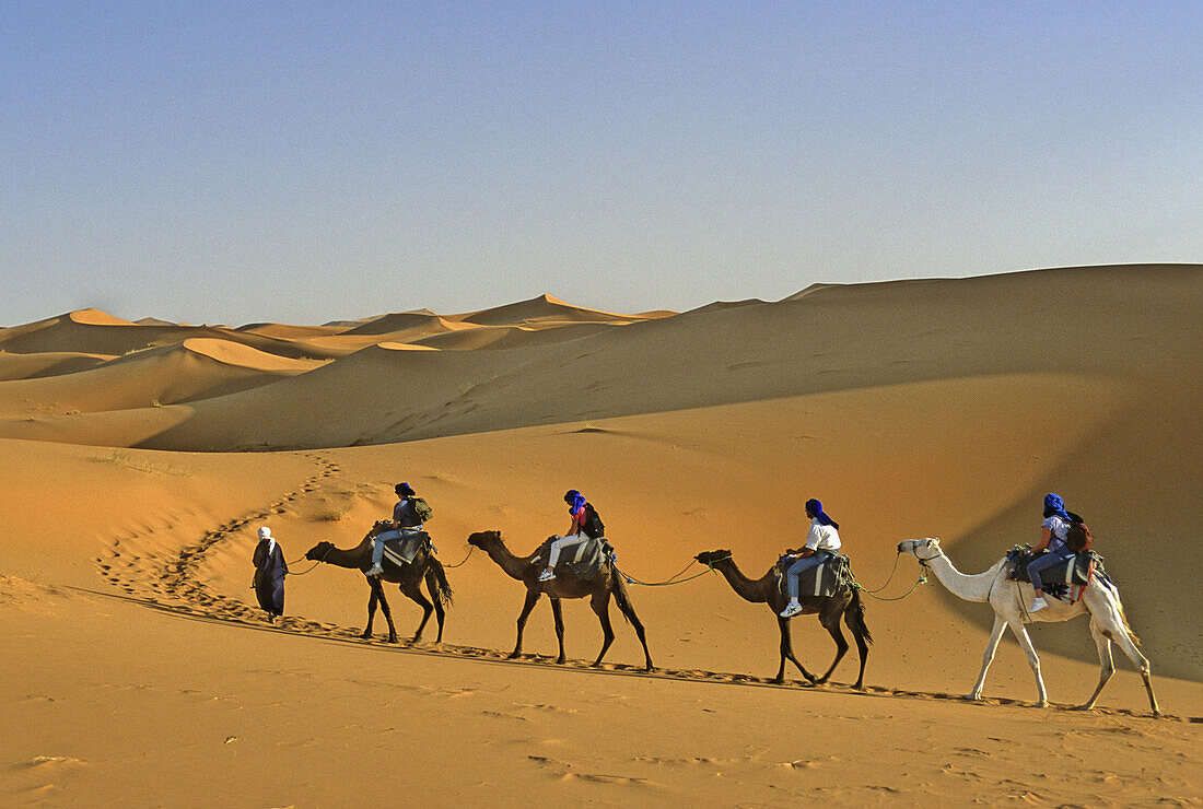 Morocco, near Merzouga, Erg Chebbi, Sahara Desert Dunes, Camel Train with Tourist and Guide
