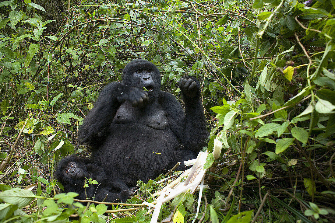 Mountain Gorilla (Gorilla gorilla berengei). Virunga. Rwanda