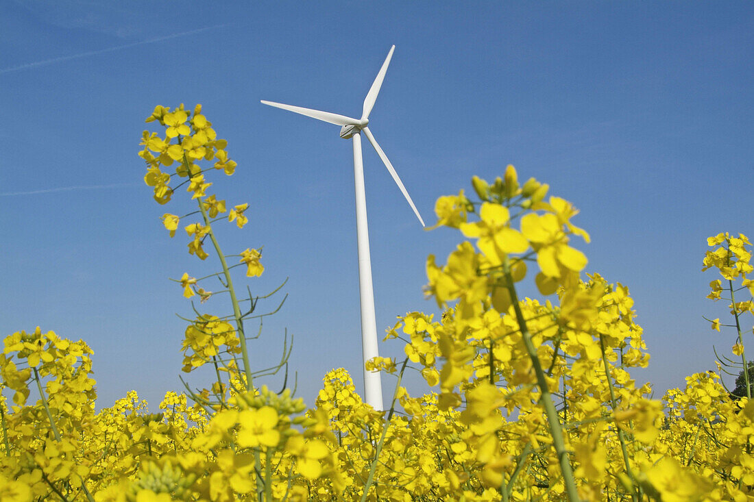 Rapefield with wind turbine. Germany.