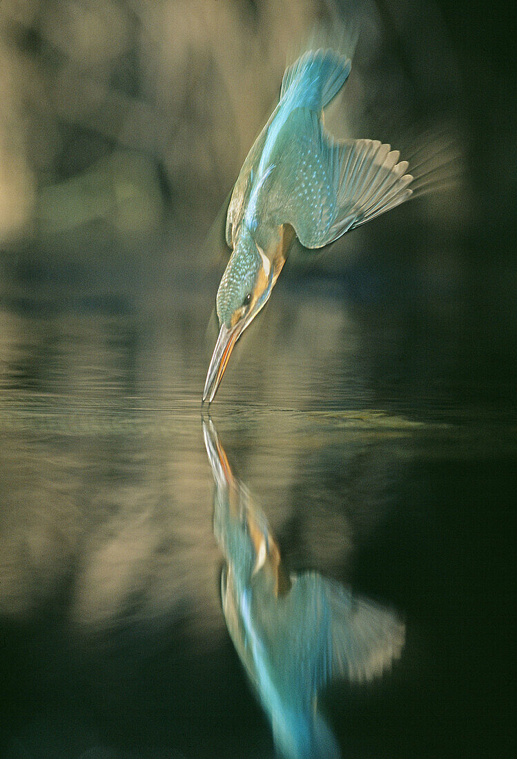 Kingfisher (Alcedo atthis) diving