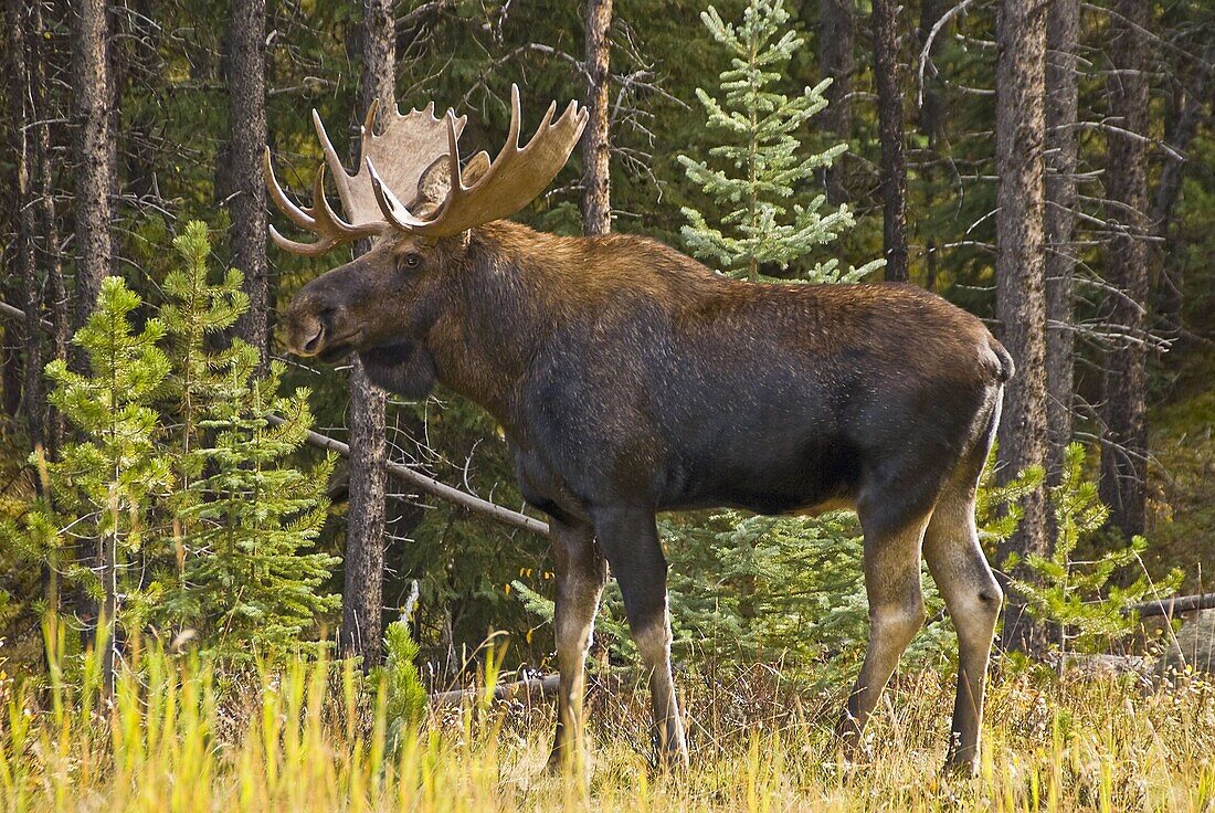 Jasper National Park, Alberta, Canada: A male moose (Alces alces) prowles the edge of the forest looking for a mate. The European name for the largest species in the deer family is Elk.
