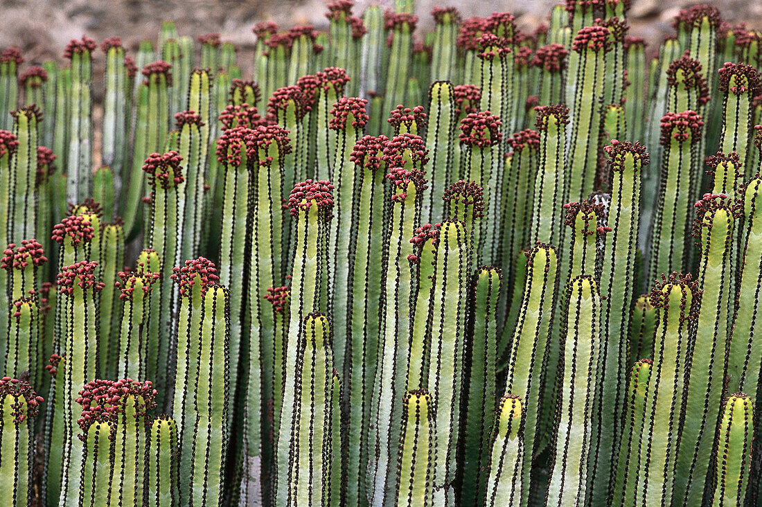 Cardones (Euphorbia canariensis). Fuerteventura. Canary Islands. Spain.
