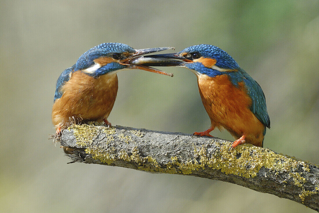 Kingfisher (Alcedo atthis) pair with fish. Lorraine, France
