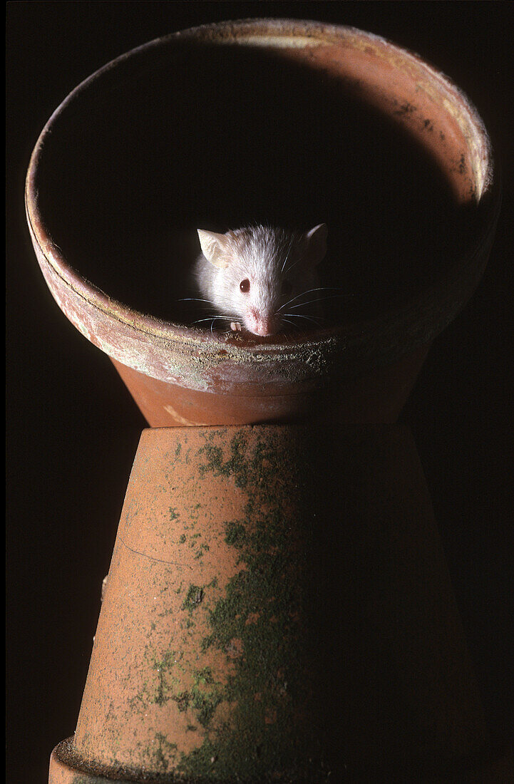 White mouse (Mus sp.) in flower pot, captive