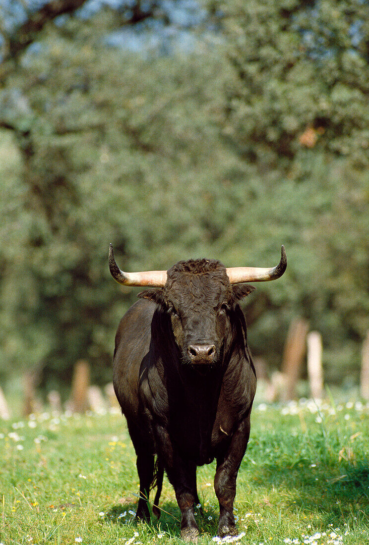 Bull. Sevilla province, Andalucia, Spain