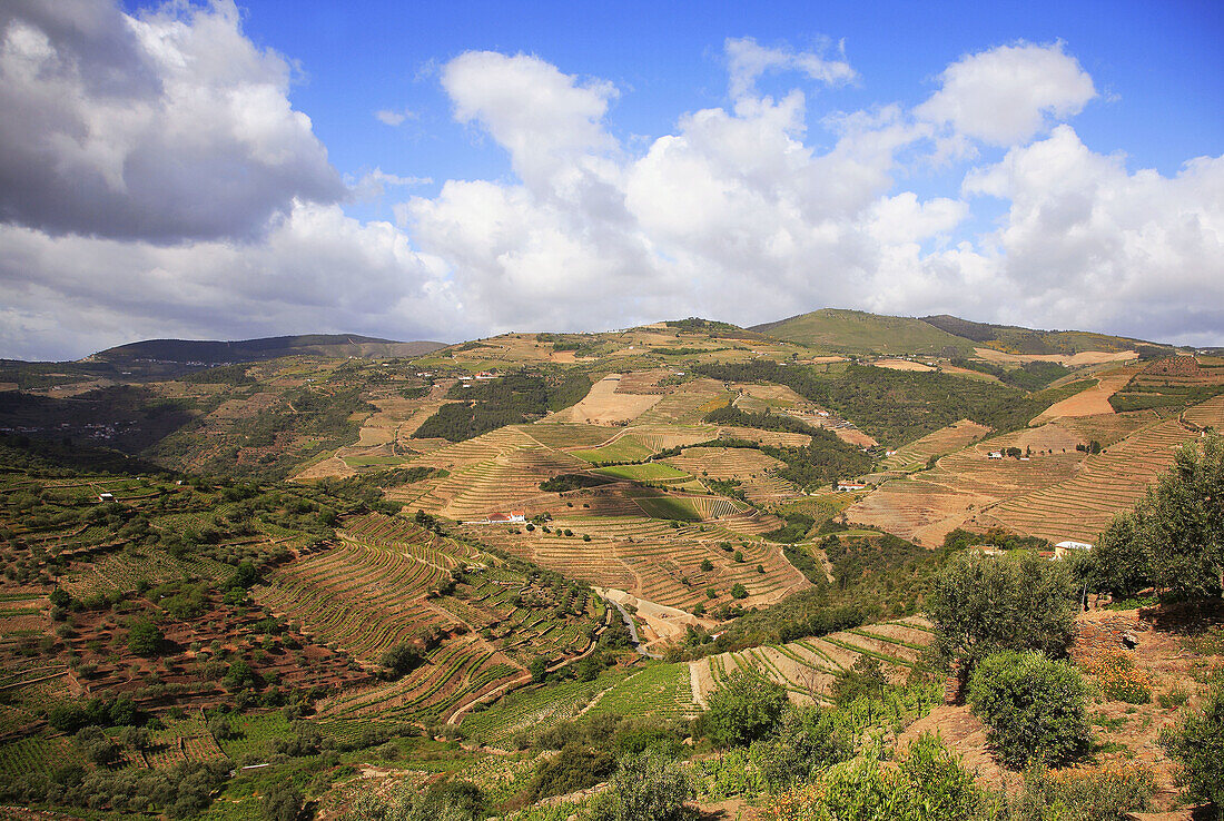 Portugal, Douro, Douro Valley, wineyards