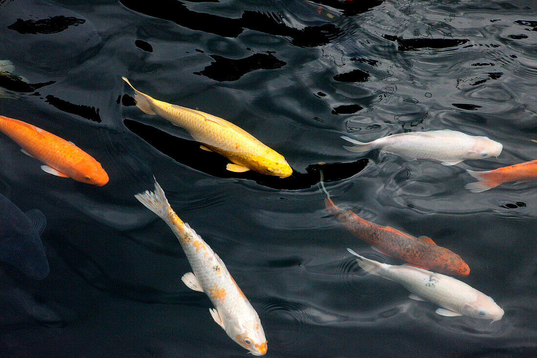 Koi carps in the pond in front of Longshan tempel, Taipei, Taiwan, Asia